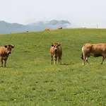 Prázdninový dům Casa De Aldea En El Concejo De Nava, En El Centro De Asturias Nava