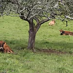 Casa De Aldea En El Concejo De Nava, En El Centro De Asturias Prázdninový dům Nava
