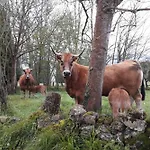 Casa De Aldea En El Concejo De Nava, En El Centro De Asturias *