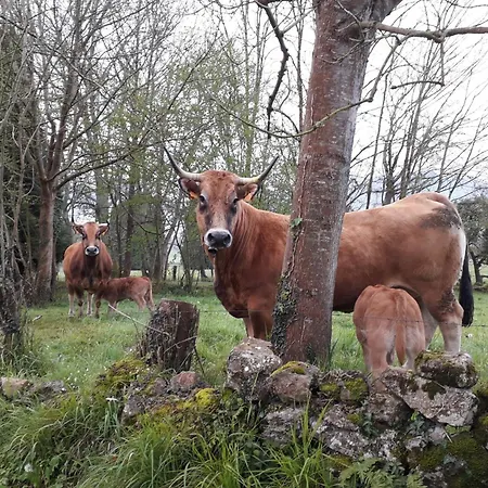 Casa De Aldea En El Concejo De Nava, En El Centro De Asturias *
