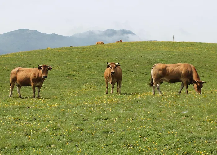 בית נופש Casa De Aldea En El Concejo De Nava, En El Centro De Asturias Nava